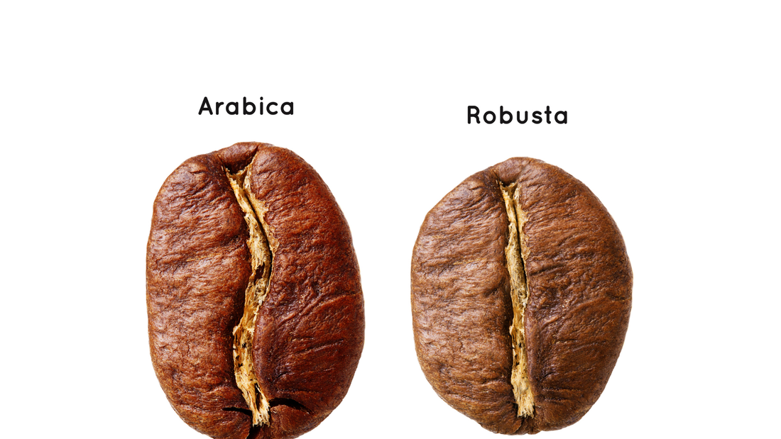 Diferencia entre café arábica y robusta (explicado fácil)